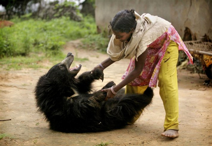 Индийская семья приютила молодого медведя (ФОТО)