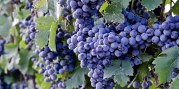 Виноград поможет замедлить процесс старческой слепоты