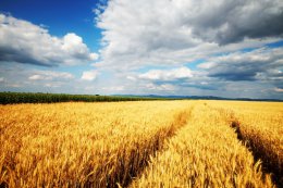 К 2050 году эксперты прогнозируют катастрофическое снижение урожайности