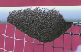 Из-за пчелиной атаки в ЮАР остановили футбольный матч