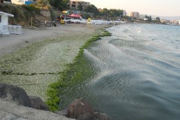 Болгарские пляжи покрылись тоннами водорослей
