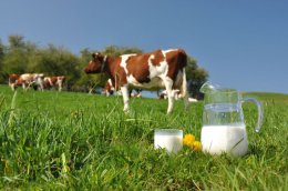 В Украине растут цены на молоко