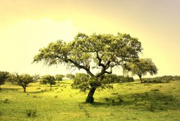 Деревья несут смертельную угрозу для людей с ВИЧ инфекцией