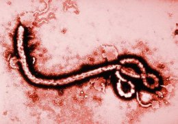 Препарат от вируса Эбола успешно прошел испытания в Либерии