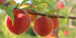 Первый культивированый персик появился 7500 лет назад