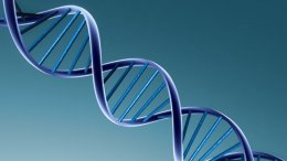 Ученые университета в Лос-Анджелесе обнаружили ген молодости
