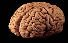 Биологические мозги не станут последней стадией интеллекта
