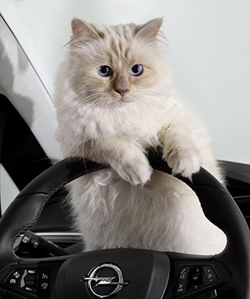 «Лицом» календаря Opel на 2015 год стала кошка Карла Лагерфельда (ФОТО)