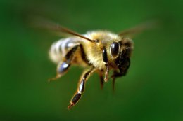 Ведущая ушла из кадра во время эфира из-за пчелы (ВИДЕО)