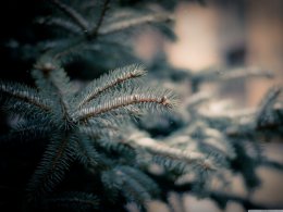 Какой будет главная новогодняя елка в этом году (ФОТО)