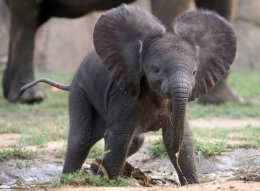 Набирает популярности видео, в котором слоны демонстрируют удивительную взаимовыручку (ВИДЕО)
