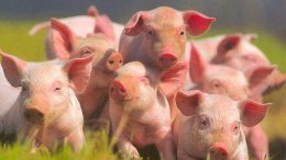 В Черниговской области из-за африканской чумы свиней введен карантин