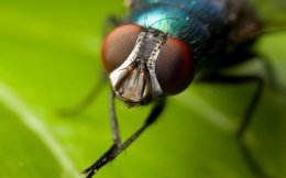 Обычная муха спасет человечество от патогенных заболеваний