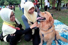 В Малайзии начали расследование в связи с акцией «Я хочу коснуться собаки»