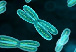 Потеря Y-хромосомы может влиять на возникновение рака у мужчин преклонного возраста