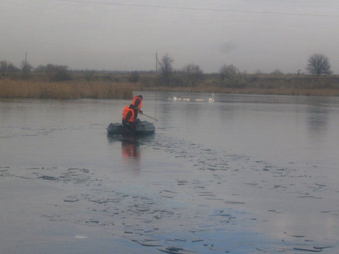 В Киевской области спасатели вытаскивали лебедей из ледяного плена (ФОТО)