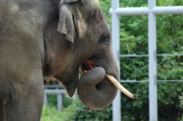 В Киеве слона Хораса неделю будут кормить "страшными" тыквами