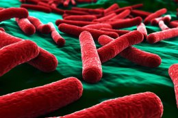Бактерии кишечной микрофлоры способны управлять поведением человека