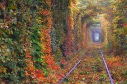 В ровенском памятнике природы "Тоннеле любви" обнаружили страшную находку (ФОТО)