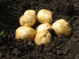 Новый сорт картофеля с ГМО может спасти от рака