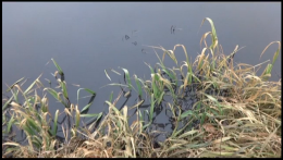 Экологи бьют тревогу: в Луганске почернела река (ВИДЕО)