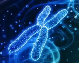 Ученые выяснили, как появились раковые хромосомы