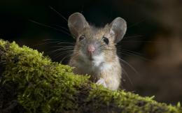 Новые исследования ставят под сомнение пригодность экспериментов на мышах