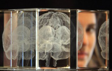 Ученые обнаружили ген, который отвечает за умственные способности