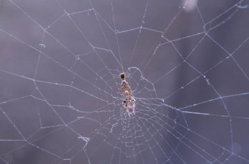 Пауки используют электричество при плетении паутины (ФОТО)