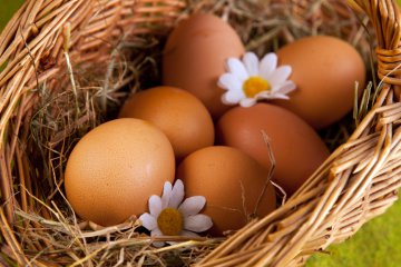 Необыкновенные свойства куриных яиц