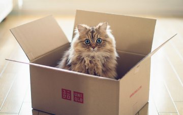 Ученые выяснили причину любви кошек к коробкам