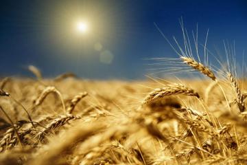Верховная Рада Украины выделила 550 млн. грн. на развитие сельского хозяйства