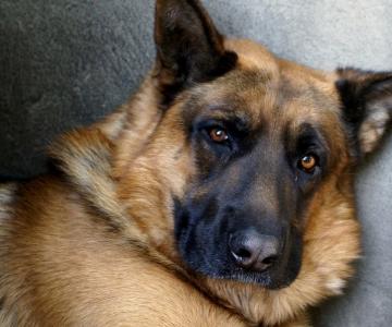 Собачий нос способен диагностировать рак