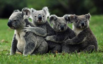 В Австралии жестоко уничтожили 700 коал