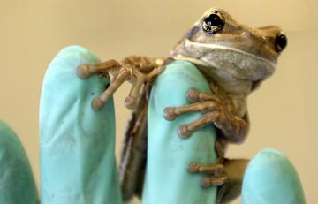 В Эквадоре обнаружили новый вид лягушки