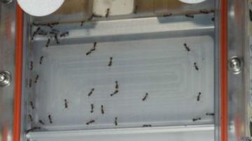 Ученые выяснили, как муравьи справляются с невесомостью