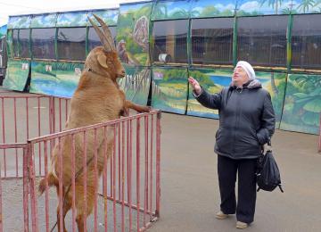 В Украине запретили передвижные зоопарки и выставки диких животных