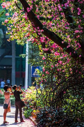 Китай "утонул" в ярких цветах (ФОТО)