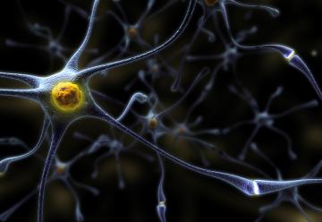 Ученые нашли новый эффективный метод борьбы с эпилепсией