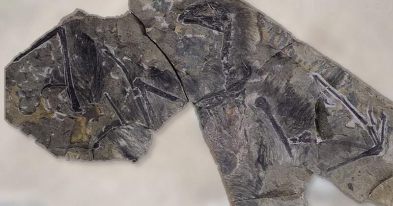 Бэтмен юрского периода. Палеонтологи нашли необычного динозавра (ФОТО)