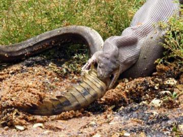 Невероятный бой гигантского питона и крокодила (ВИДЕО)