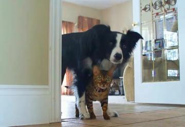 Кошка vs собака. Кто умнее? (ВИДЕО)