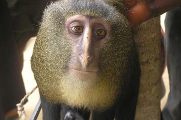 В Африке обнаружен неизвестный ранее вид обезьян