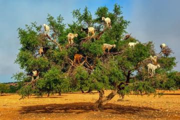В мире животных: Марокканские козы на деревьях (ФОТО)