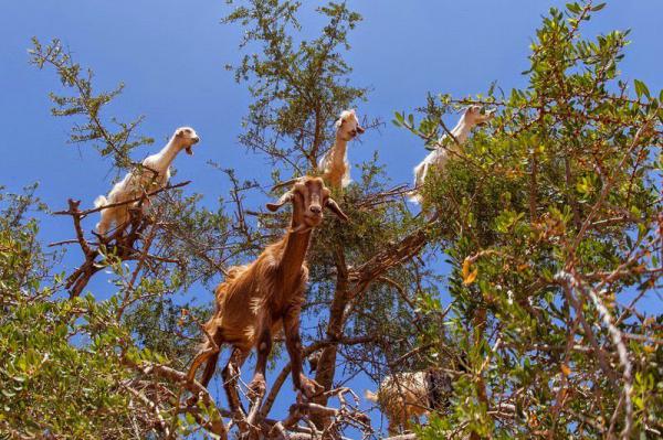 В мире животных: Марокканские козы на деревьях (ФОТО)