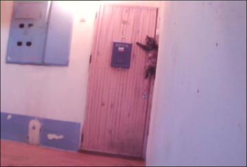 Кошка звонит в дверь, чтобы попасть домой (ВИДЕО)