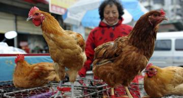 Американская сеть KFC начала судиться с компаниями Китая из-за курицы