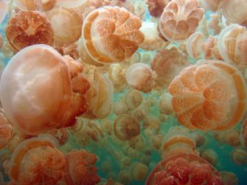 Золото и луна: миллионный флот медуз в одном озере (ВИДЕО)