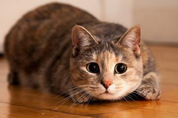 Кошки не распознают ни сладкий, ни горький вкусы пищи – исследование
