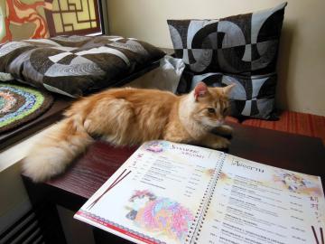 Посиделки в кошачьих кафе теперь можно устроить и в Украине